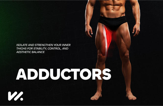 Adductors